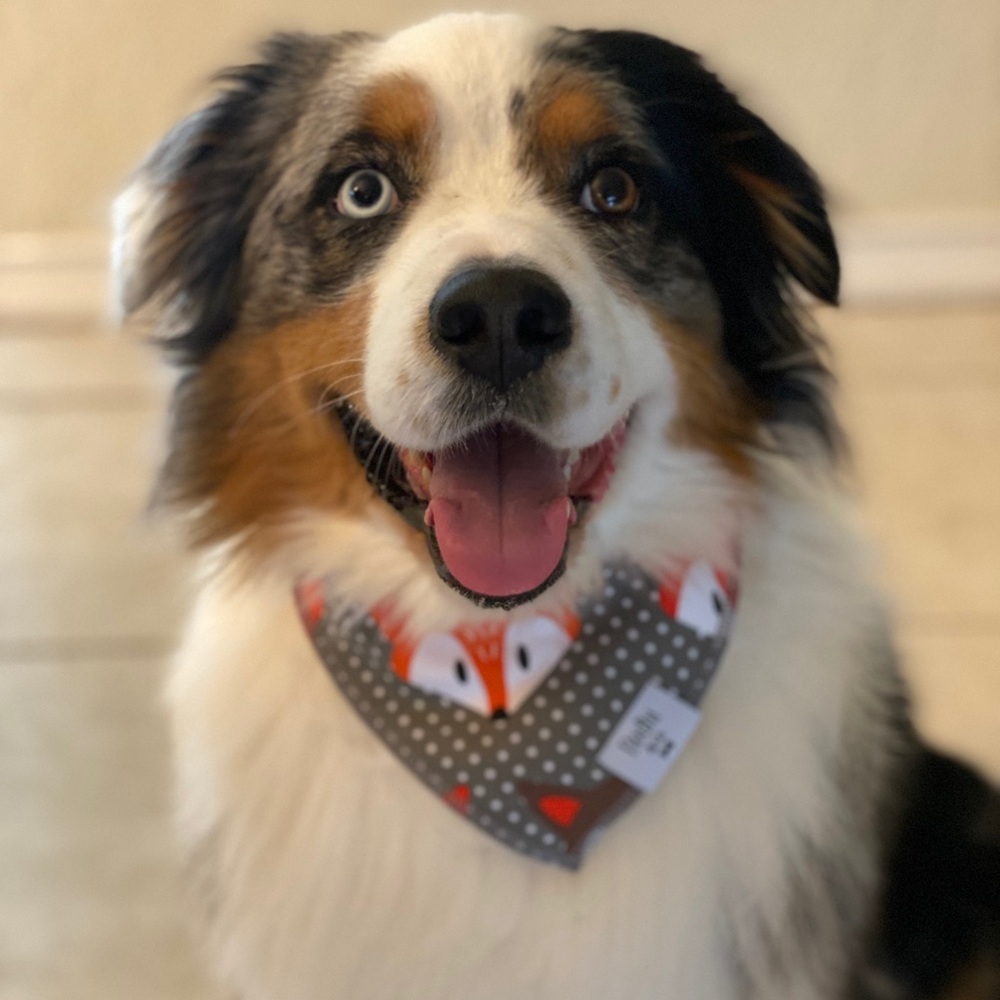 The Fox On The Hound Dog Bandana! - Picture 3 of 6